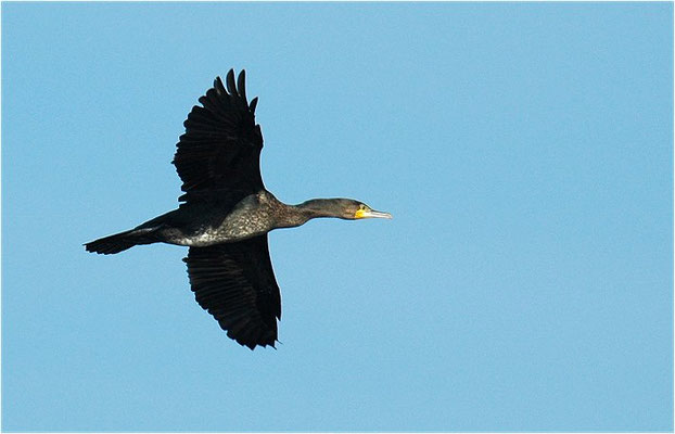 KORMORAN, GREAT CORMORANT, PHALACROCORAX CARBO