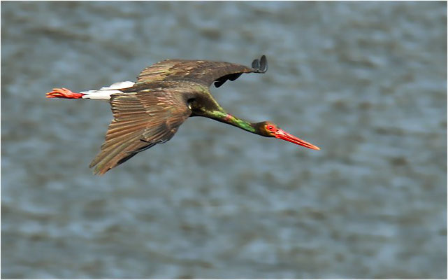 SCHWARZSTORCH, BLACK STORK, CICONIA NIGRA