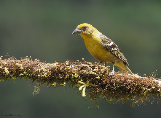 BLUTTANGARE, FLAME-COLORED TANAGER, PIRANGA BIDENTATA
