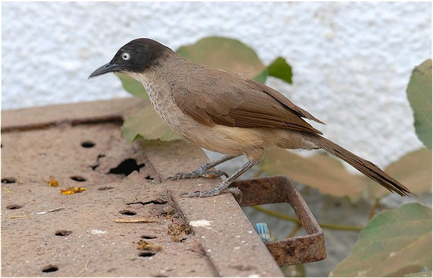 WEISSAUGENDROSSLING, BLACKCAP BABBLER, TURDOIDES REINWARDTII