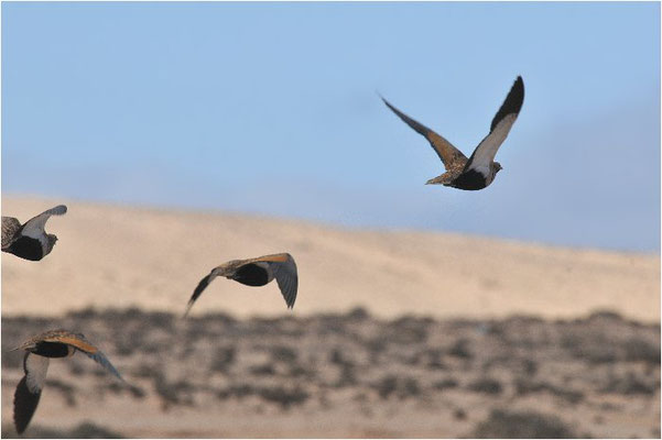 SANDFLUGHUHN, BLACK-BELLIED SANDGROUSE, PTEROCLES ORIENTALIS