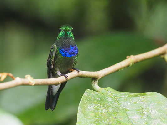 ROSENBERGAMAZILIE, PURPLE-CHESTED HUMMINGBIRD - POLYERATA ROSENBERGI