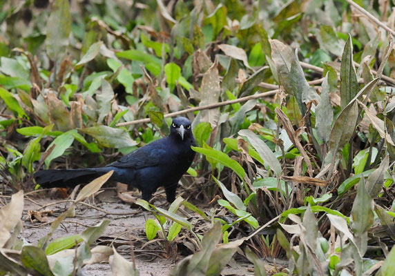 NICARAGUA-GRACKEL, NICARAGUAN GRACKLE, QUISCALUS NICARAGUENSIS