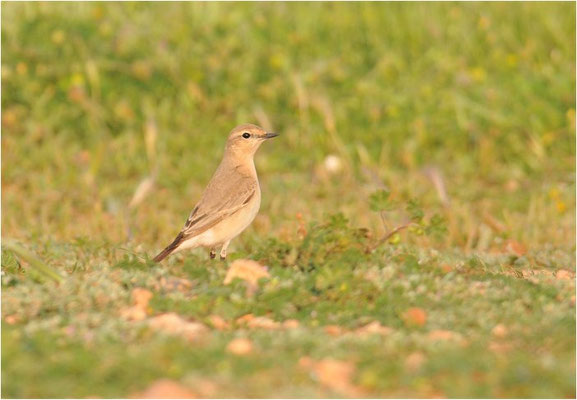 ISABELLSTEINSCHMÄTZER, ISABELLINE WHEATEAR, OENANTHE ISABELLINA