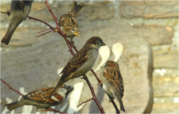 HAUSSPERLING, HOUSE SPARROW, PASSER DOMESTICUS