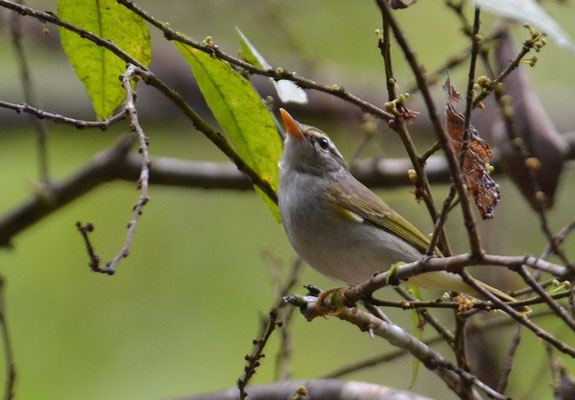 WANDERLAUBSÄNGER, ARCTIC WARBLER, SPHYLLOSCOPUS BOREALIS