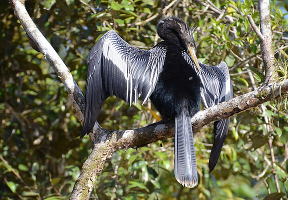 AMERIKANISCHER SCHLANGENHALSVOGEL, ANHINGA, ANHINGA ANHINGA
