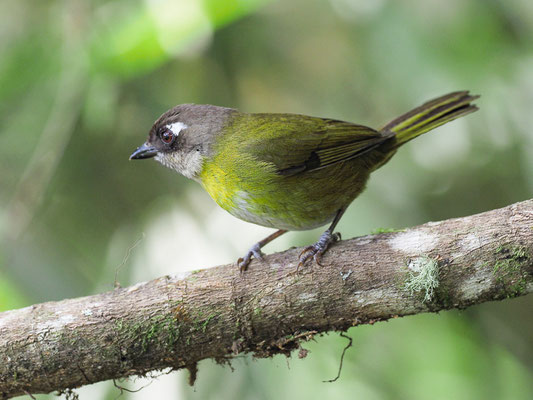 BRAUNKOPFTANGARE, COMMON BUSH-TANAGER, CHLOROSPINGUS OPHTHALMICUS