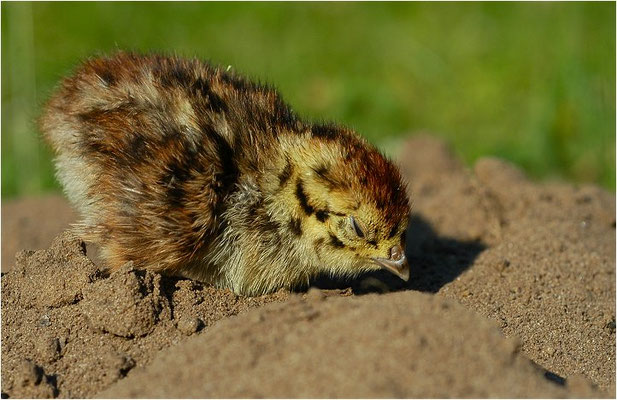 REBHUHN, GREY PARTRIDGE, PERDIX PERDIX