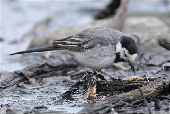 BACHSTELZE, WHITE WAGTAIL, MOTACILLA ALBA