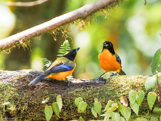 SCHWARZKINN-BERGTANGARE, BLACK-CHINNED MOUNTAIN-TANAGER - ANISOGNATHUS NOTABILIS