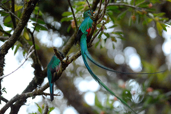 QUETZAL, RESPLENDENT QUETZAL, PHAROMACHRUS MOCINNO