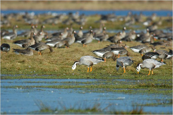 STREIFENGANS, BAR-HEADED GOOSE, ANSER INDICUS