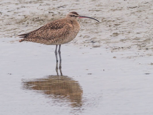 Regenbrachvogel, Whimbrel - Numenius phaeopus