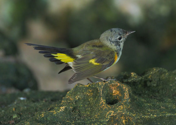 Setophaga ruticilla