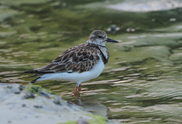 STEINWÄLZER, RUDDY TURNSTONE, ARENARIA INTERPRES