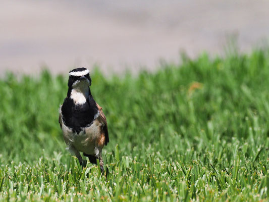 ERDSCHMÄTZER, CAPPED WHEATEAR, OENANTHE PILEATA