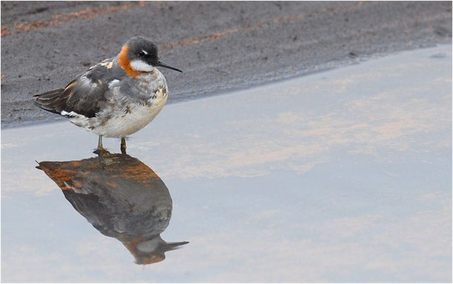 ODINSHÜHNCHEN, RED-NECKED PHALAROPE, PHALAROPUS LOBATUS