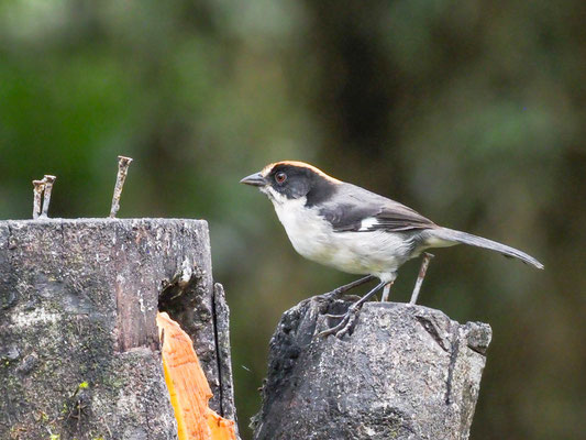 Spiegelbuschammer, White-winged Brush-Finch - Atlapetes leucopterus