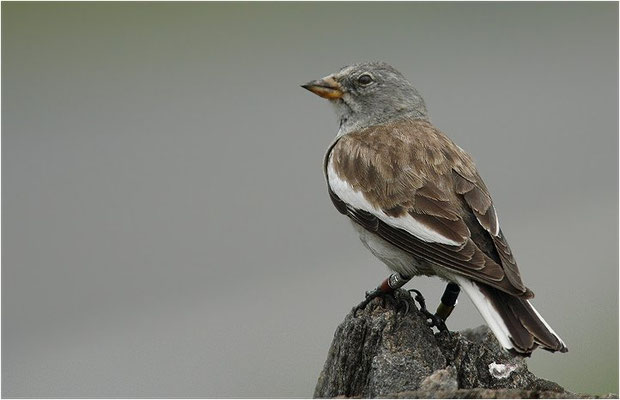 SCHNEESPERLING, SNOWFINCH, MONTIFRINGILLA NIVALIS
