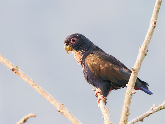 Glanzflügelpapagei, Bronze-winged Parrot - Pionus chalcopterus