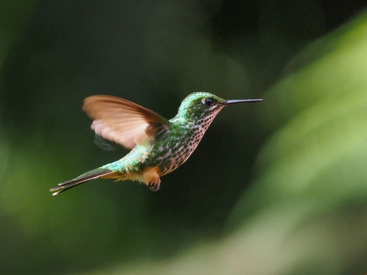 PERU-FLAGGENSYLPHE, PERUVIAN RACKET-TAIL - OCREATUS PERUANUS