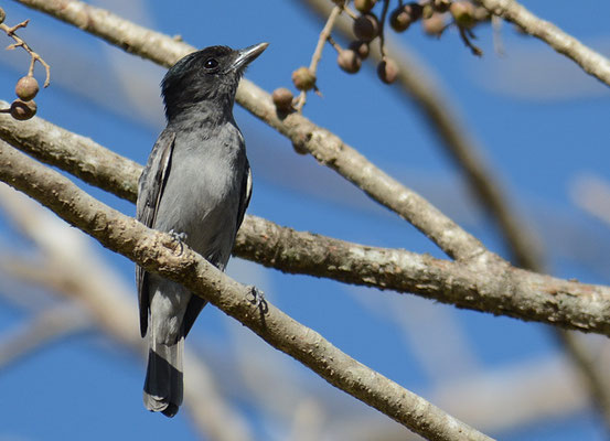 TRAUERSCHNÄPPERTYRANN, DARK PEWEE, CONTOPUS LUGUBRIS