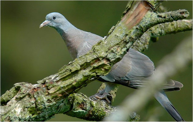 RINGELTAUBE, WOOD PIGEON,  COLUMBA PALUMBUS