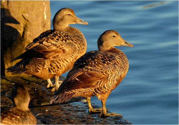 EIDERENTE, EIDER, SOMATERI MOLLISSIMA