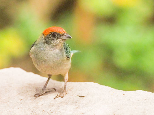 Rotscheiteltangare, Scrub Tanager - Tangara vitriolina