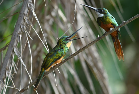 ROTSCHWANZGLANZVOGEL (JACAMAR), RUFOUS-TAILED JACAMAR, GALBULA RUFICAUDA