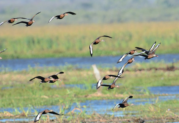 HERBSTPFEIFENTE, BLACK-BELLIED WHISTLING-DUCK,DENDROCYGNA AUTUMNALIS