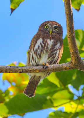 BRASILZWERGKAUZ (BRASILSPERLINGSKAUZ), FERRUGINOUS PYGMY-OWL, GLAUCIDIUM BRASILIANUM