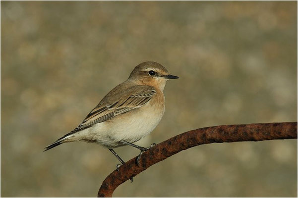 STEINSCHMÄTZER, WHEATEAR, OENANTHE OENANTHE