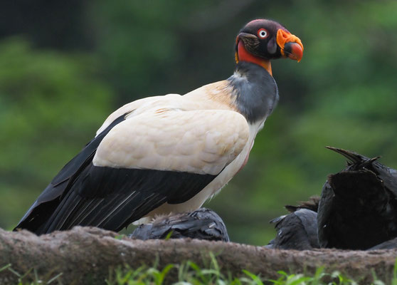 KÖNIGSGEIER, KING VULTURE, SARCORAMPHUS PAPA
