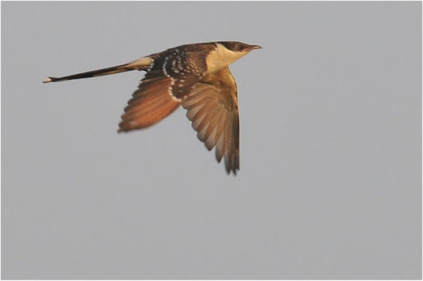 HÄHERKUCKUCK, GREAT SPOTTED CUCKOO, CLAMATOR GLANDARIUS