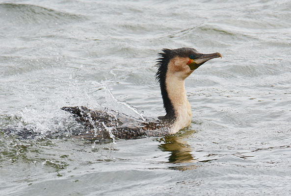 WEISSBRUSTKORMORAN, WHITE-BREASTED CORMORANT, PHALACROCORAX LUCIDUS