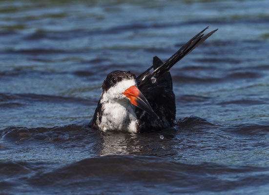 SCHWARZMANTEL-SCHERENSCHNABEL, BLACK SKIMMER, RYNCHOPS NIGER