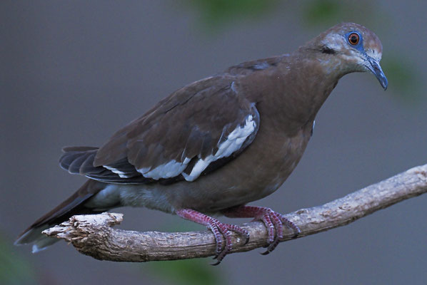 WEISSFLÜGELTAUBE, WHITE-WINGED DOVE, ZENAIDA ASIATICA