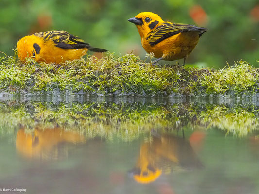 GOLDTANGARE, GOLDEN TANAGER - TANGARA ARTHUS