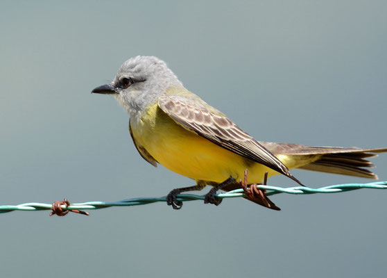 TRAUERTYRANN, TROPICAL KINGBIRD, TYRANNUS MELANCHOLICUS