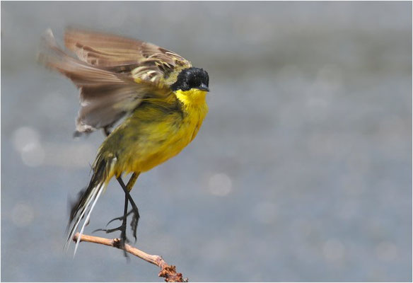 MASKENSTELZE, YELLOW WAGTAIL FELDEGG, MOTACILLA FLAVA FELDEGG