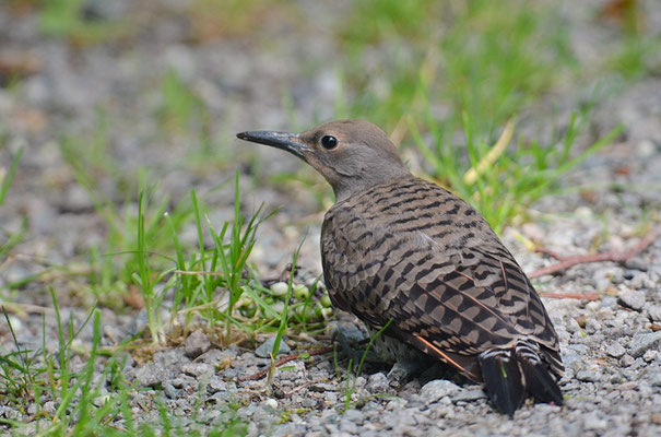 GOLDSPECHT, NORTHERN FLICKER, COLAPTES CHRYSOIDES