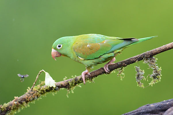 TOVISITTICH, ORANGE-CHINNED PARAKEET, BROTOGERIS JUGULARIS