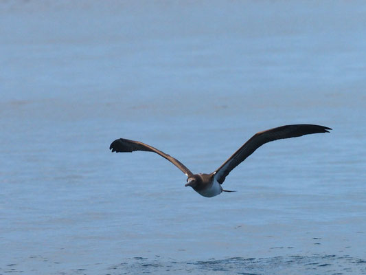 WEISSBAUCHTÖLPEL, BROWN BOOBY - SULA LEUCOGASTER
