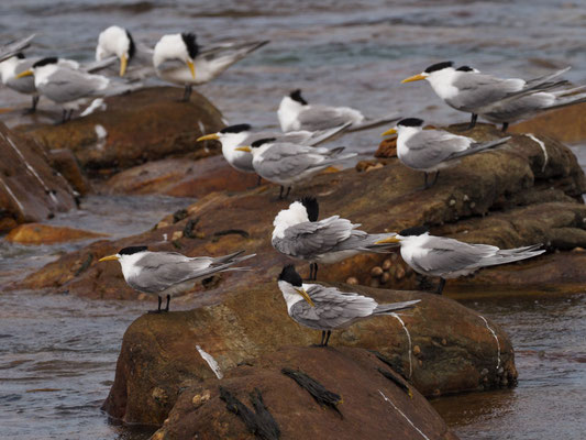 EILSEESCHWALBE, SWIFT TERN, THALASSEUS BERGII 
