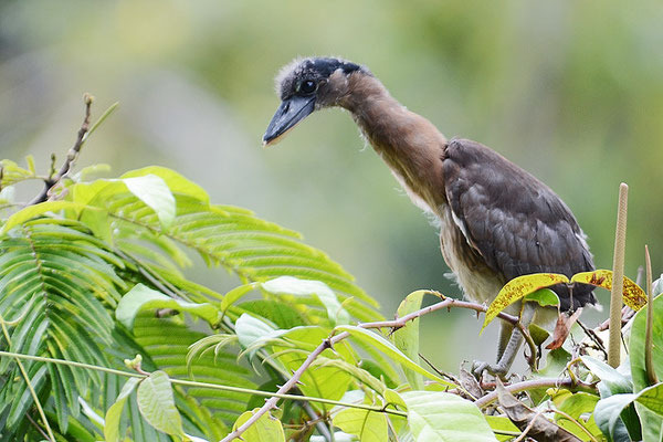 KAHNSCHNABEL, BOAT-BILLED HERON, COCHLEARIUS COCHLEARIUS
