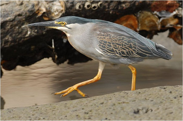 MANGROVENREIHER, STRIATED HERON, BUTORIDES STRIATUS
