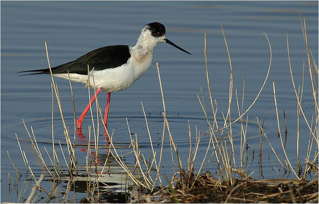 STELZENLÄUFER, BLACK-WINGED STILT, HIMANTOPUS HIMANTOPUS