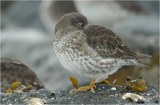 MEERSTRANDLÄUFER, PURPLE SANDPIPER, CALIDRIS MARITIMA